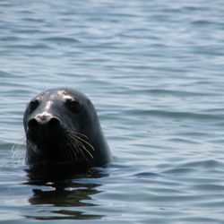 Pleasant Bay Boat Tours - On our Seal Watch and harbor cruise, you'll see that seals are curious creatures.