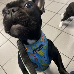 My dog begging
