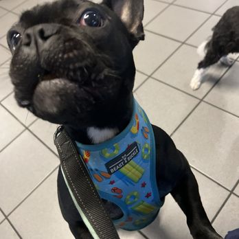The Spot - My dog begging - Greek Near Me - Gainesville, Florida