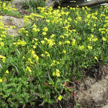 Custom Hort Landscape - My side yard. - Landscaping Near Me Custom Hort Landscape - My side yard. - Landscaping Near Me