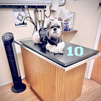 Peninsula Avenue Veterinary Clinic - Wellness Check 11.10.2023 10 yo Awesome Vet! - Veterinarians Near Me - San Mateo, California Peninsula Avenue Veterinary Clinic - Wellness Check 11.10.2023 10 yo Awesome Vet! - Veterinarians Near Me - San Mateo, California