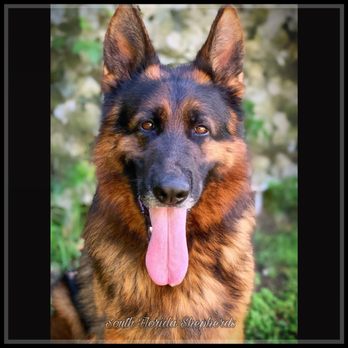 South Florida German Shepherds - German Shepherd breeder South Florida German Shepherds http://www.southfloridashepherds.com - Pet Breeders Near Me - Miami, Florida South Florida German Shepherds - German Shepherd breeder South Florida German Shepherds http://www.southfloridashepherds.com - Pet Breeders Near Me - Miami, Florida