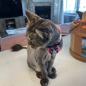 A Pet Affaire - Miss Princess Grace - Pet Groomers Near Me - Oxnard, California A Pet Affaire - Miss Princess Grace - Pet Groomers Near Me - Oxnard, California