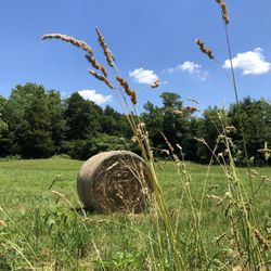 Cowpatty RV Park & Campground