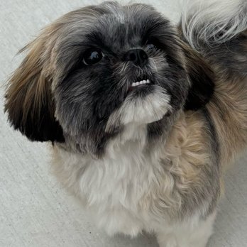 Sittin' Pretty Pet Spa - We can see her face now! - Pet Groomers Near Me - Roseville, Michigan Sittin' Pretty Pet Spa - We can see her face now! - Pet Groomers Near Me - Roseville, Michigan