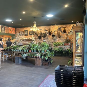 Curious Nature - Antiques Near Me - Phoenix, Arizona