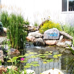 Just Add Water - Aquatic plants are very important for your pond's ecosystem they make your pond look so natural!