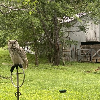 Wing Blade Falconry - Petting Zoos Near Me - Nashville, Tennessee Wing Blade Falconry - Petting Zoos Near Me - Nashville, Tennessee