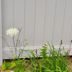 MOhawk Fence