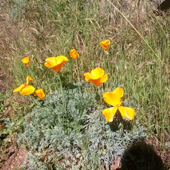 Black Mountain Open Space Park - California poppies - Parks Near Me - San Diego, California Black Mountain Open Space Park - California poppies - Parks Near Me - San Diego, California