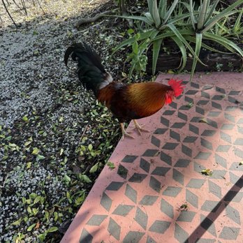 Cafe Moka - Big ole rooster keeps you company - Coffee & Tea Near Me - Islamorada, Florida