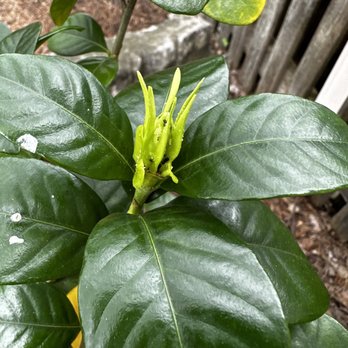 ClearDefense Pest Control - Aphid infested gardenia - Pest Control Near Me - Knoxville, Tennessee ClearDefense Pest Control - Aphid infested gardenia - Pest Control Near Me - Knoxville, Tennessee