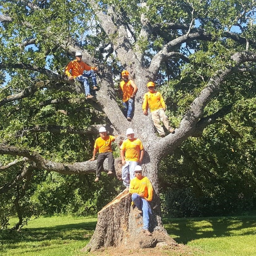 Slide of Mena Tree Service