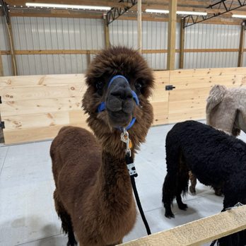 Ellaberry Llama Farm - Attraction Farms Near Me - Hendersonville, North Carolina Ellaberry Llama Farm - Attraction Farms Near Me - Hendersonville, North Carolina