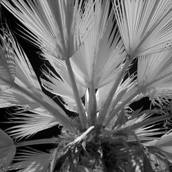 Life Pixel Infared - 830nm ISO100, 1/1000s f/1.4