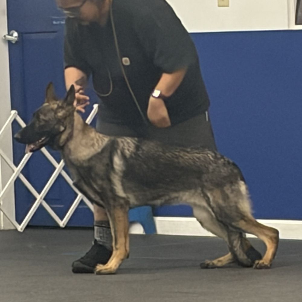 American K9 Country - Breed handling - Pet Sitting Near Me - Amherst, New Hampshire