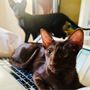 Photo of Azure Kittens