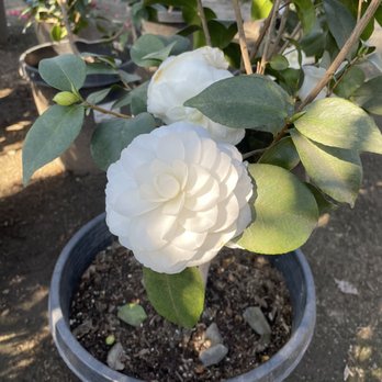 Garden View Nursery - Camilla - Nurseries & Gardening Near Me - Irwindale, California