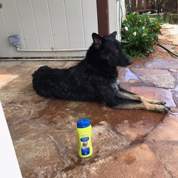 Andrea's K-9 Couture - Pet Groomers Near Me