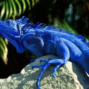 Blue Iguana - New American Near Me - Fairfax, Virginia