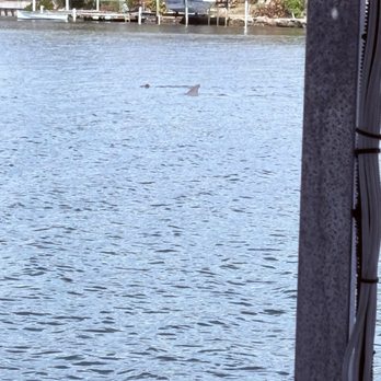 Odyssey Cruises - I see two dolphins what about you? - Boating Near Me - Tarpon Springs, Florida Odyssey Cruises - I see two dolphins what about you? - Boating Near Me - Tarpon Springs, Florida