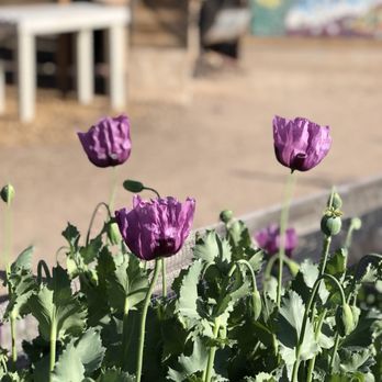 Tucson Village Farm - purple poppies in a garden - Community Service/Non-Profit Near Me - Tucson, Arizona