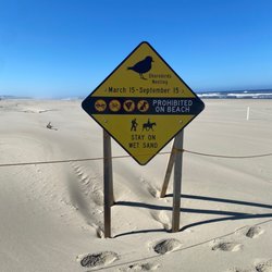 Siltcoos Wildlife Area - Nesting plovers!