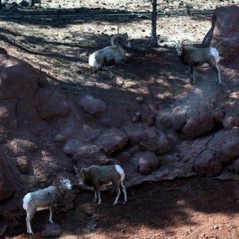 Bearizona - Zoos Near Me - Williams, Arizona