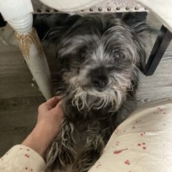 Blackwood Animal Hospital - Little Ricky