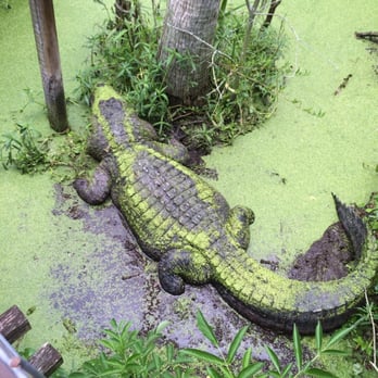 Jungle Adventures - I come here every year, I love it - Tours Near Me - Christmas, Florida Jungle Adventures - I come here every year, I love it - Tours Near Me - Christmas, Florida