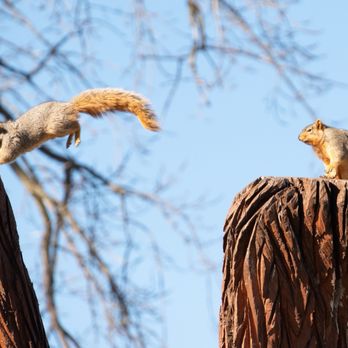 Central Park - Jumping squirrel - Parks Near Me - Mishawaka, Indiana