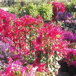 The Garden Depot