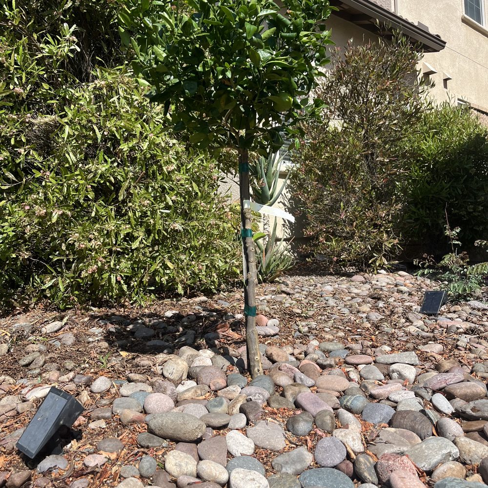 Queretaro Tree Service - Tree Services Near Me - Fallbrook, California Queretaro Tree Service - Tree Services Near Me - Fallbrook, California
