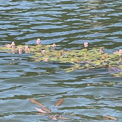 Ben Irving Reservoir - Water plants