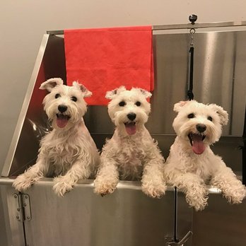 My Dog - 3 Schnauzer. 3 Sweet harts! - Pet Groomers Near Me - Miami, Florida