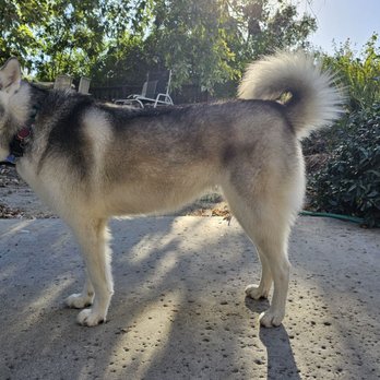 Orange County Dog Barber - My husky - Pet Groomers Near Me Orange County Dog Barber - My husky - Pet Groomers Near Me