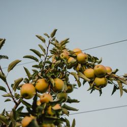 Woznica Orchards