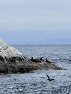 Prince of Whales - Whale & Marine Wildlife Adventures Vancouver by null