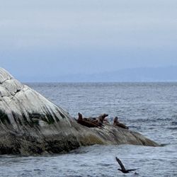 Prince of Whales Whale & Marine Wildlife Adventures - Sea lions