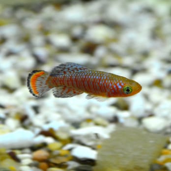 Aquarium Co-Op - Some little nothobranchius just got in a couple days before I visited - Aquarium Services Near Me - Edmonds, Washington Aquarium Co-Op - Some little nothobranchius just got in a couple days before I visited - Aquarium Services Near Me - Edmonds, Washington