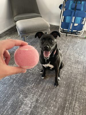 The Doyle Hotel by null