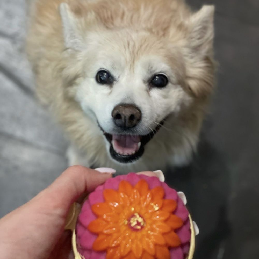 Mishka - Miska turkey dog cake. - Pet Stores Near Me - San Francisco, California Mishka - Miska turkey dog cake. - Pet Stores Near Me - San Francisco, California