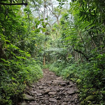 Mānoa Falls Trail - You'll encounter rocky paths like this the entire way. - Hiking Near Me - Honolulu, Hawaii