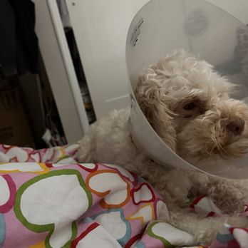 Noble Veterinary Clinic - Skye's right eye problem. - Veterinarians Near Me - Hayward, California Noble Veterinary Clinic - Skye's right eye problem. - Veterinarians Near Me - Hayward, California