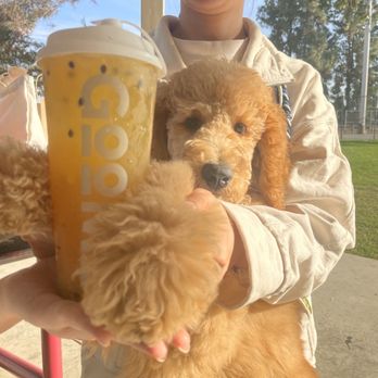 Goomo Tea - Bubble Tea Near Me - Walnut, California Goomo Tea - Bubble Tea Near Me - Walnut, California