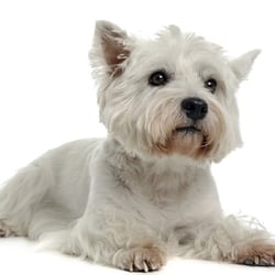 The Dog Room