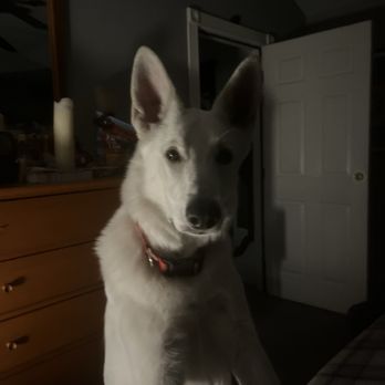 Laguna Creek Ranch - Koda at 1 1/2. Years - Pet Stores Near Me Laguna Creek Ranch - Koda at 1 1/2. Years - Pet Stores Near Me