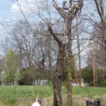 Marios Tree Care - Removing the dead tree chunks while they are being hoisted down - Tree Services Near Me - Shelbyville, Kentucky Marios Tree Care - Removing the dead tree chunks while they are being hoisted down - Tree Services Near Me - Shelbyville, Kentucky