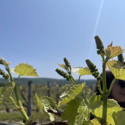 Lakewood Vineyards - The buds