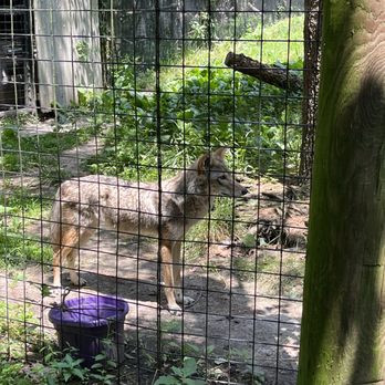 Buttonwood Park Zoo - Coyote post howl - Zoos Near Me - New Bedford, Massachusetts Buttonwood Park Zoo - Coyote post howl - Zoos Near Me - New Bedford, Massachusetts